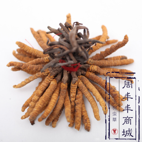 冬蟲夏草是蟲還是草：無法人工培養(yǎng)的純天然滋補佳品