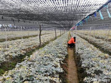 威海金頤陽(yáng)藥業(yè)的西洋參那些事兒