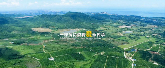 海南黃花梨藍(lán)天弘林新創(chuàng)海南黃花梨共享新模式
