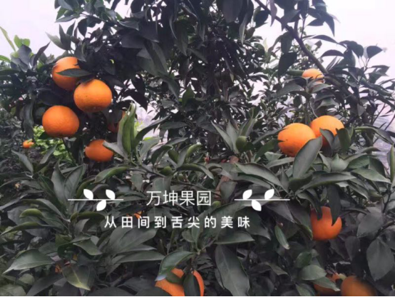 萬(wàn)坤果園適合創(chuàng)業(yè)嗎？怎么做微商代理？賺錢嗎？