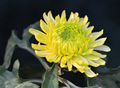 石家莊豐益肛泰醫(yī)院：我們是“菊花”的守護(hù)者 請(qǐng)獻(xiàn)上你的菊花