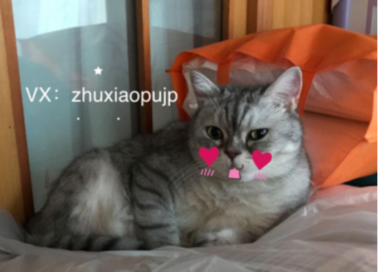 pola美白丸代購(gòu)需要注意什么