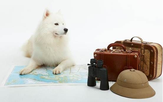 派川PET TRAVEL寵物托運：國際帶寵物出國 