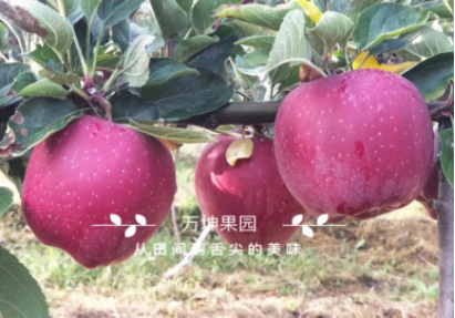 做微商賣(mài)水果真的掙錢(qián)嗎？怎樣加入萬(wàn)坤果園代理？