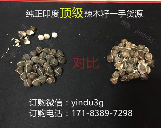 專家聊辣木籽的功效與作用，辣木籽多少錢一斤？【推薦】